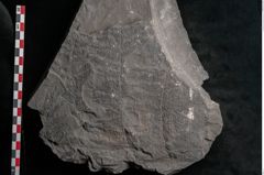 Foto (Detailansicht) von Senftenbergia crenata Lindl. et H. (NHMW-GEO-2024-0188-10946)